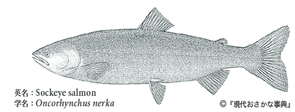 紅鮭